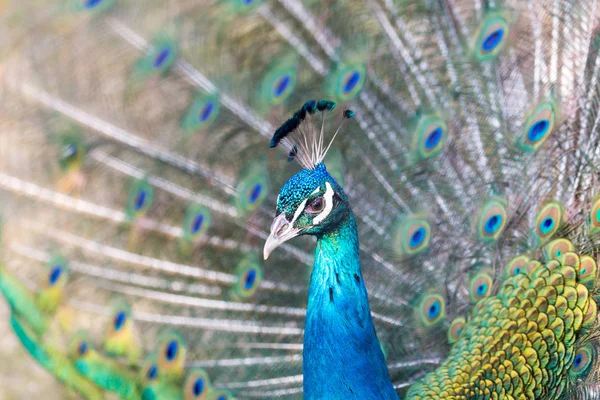 Pfau zeigt in der Brutzeit schönes Gefieder — Stockfoto