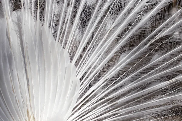 Penas de pavão branco como fundo — Fotografia de Stock