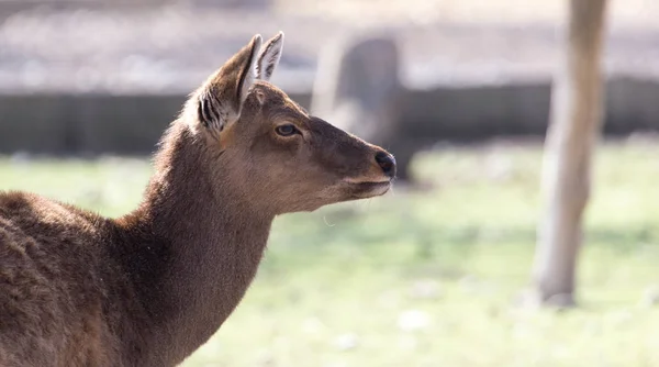 自然公園にいる若い雌鹿は — ストック写真