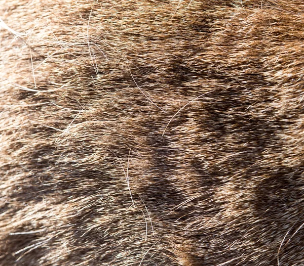 Końskie włosie jako tło — Zdjęcie stockowe