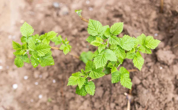 Hojas de frambuesa jóvenes en la naturaleza — Foto de Stock