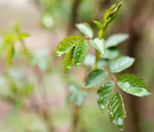 The leaves on the plant after the rain — Stock Photo, Image