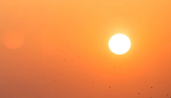 Ein Schwarm Vögel bei Sonnenuntergang — Stockfoto