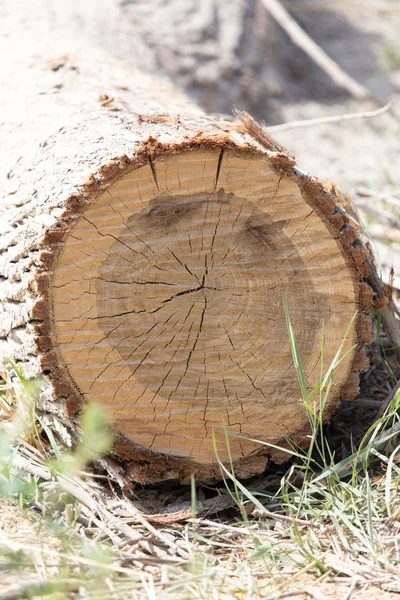 Cortar la copa del árbol —  Fotos de Stock