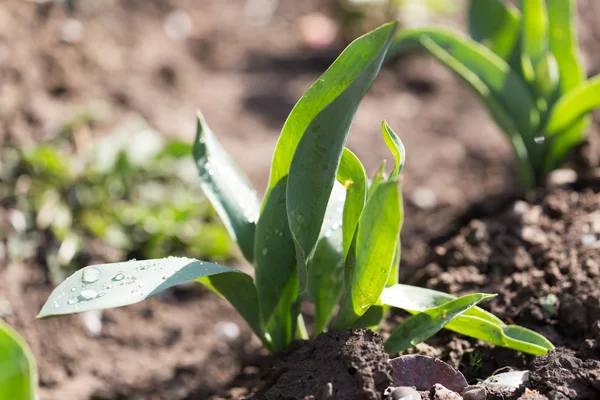 Bladen på plantan efter regnet — Stockfoto