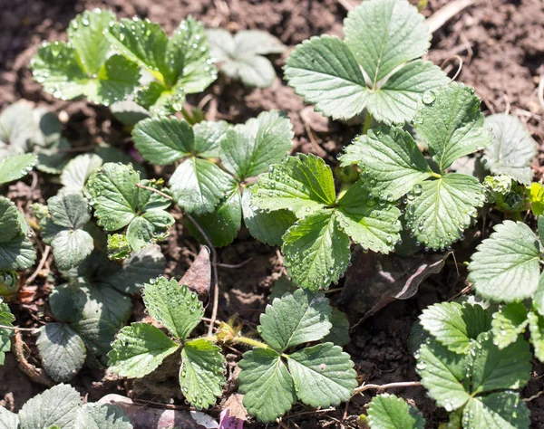 Vattendroppar på jordgubb blad — Stockfoto