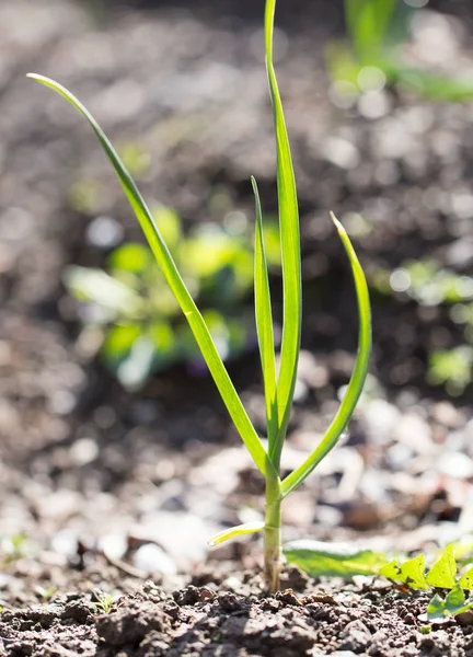 Green garlic in the garden — Stock Photo, Image