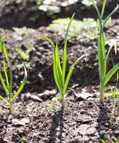 Alho verde no jardim — Fotografia de Stock