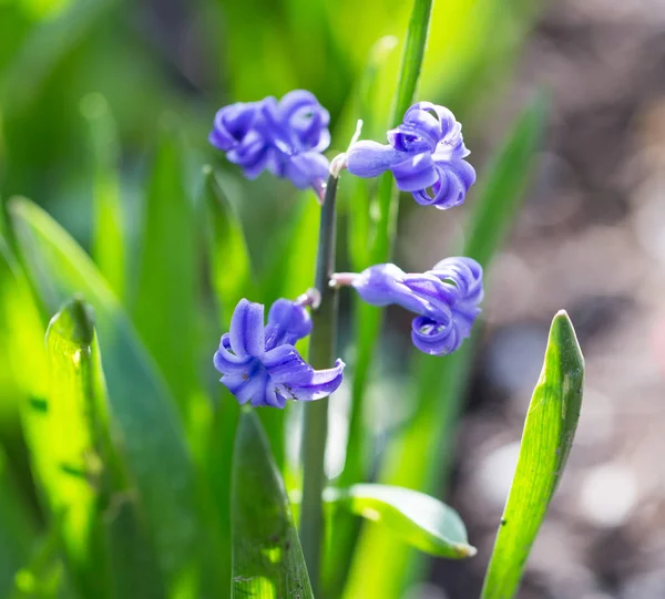 Krásný modrý květ na přírodu. makro — Stock fotografie