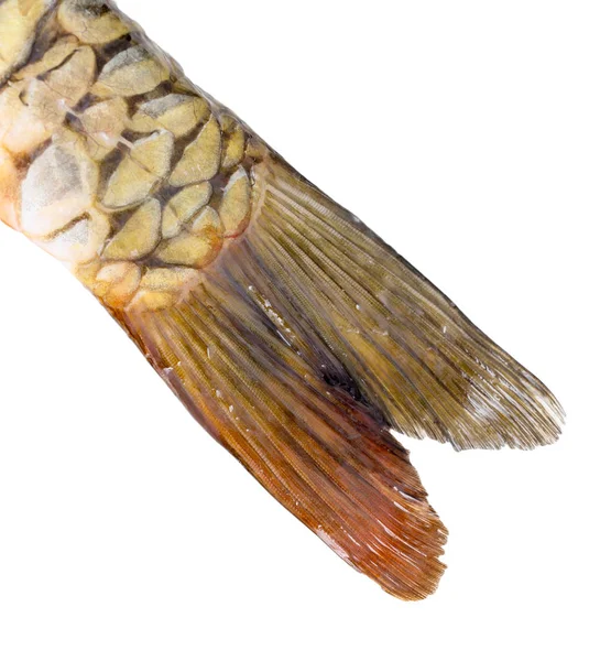 Carp tail on a white background — Stock Photo, Image