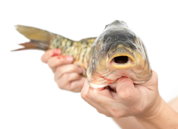 Karp i handen på en vit bakgrund — Stockfoto