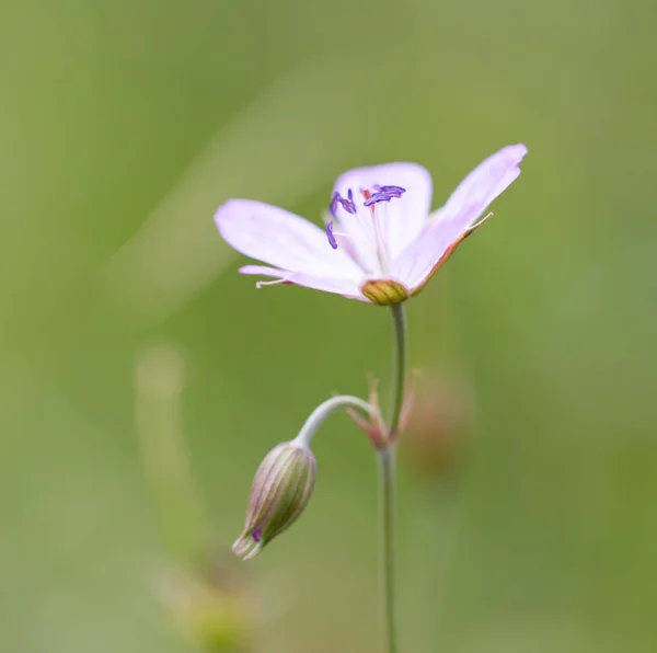 Beautiful purple flower in nature — Stock Photo, Image