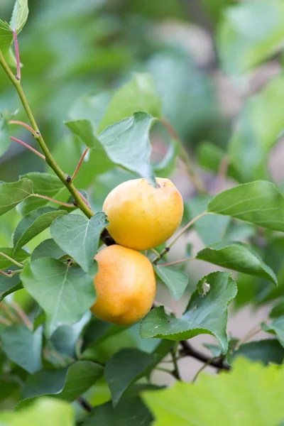Rijp abrikozen op een boomtak — Stockfoto