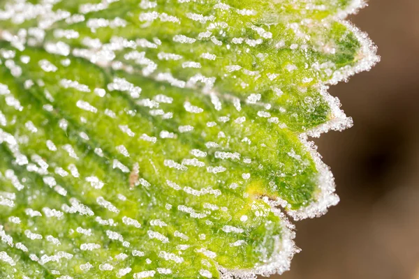 Frost on the green sheet. macro — Stock Photo, Image