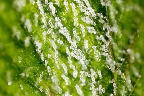 Gelo sul foglio verde. macro — Foto Stock