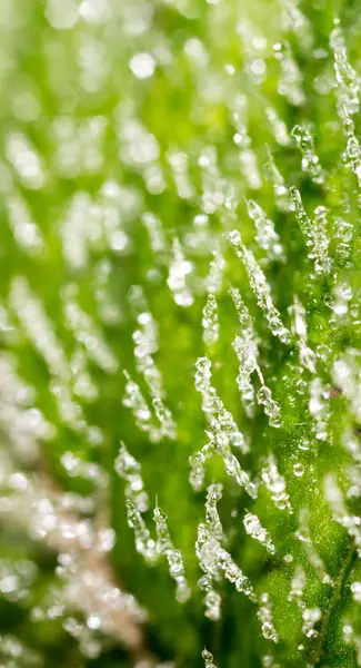 Frost on the green sheet. macro — Stock Photo, Image
