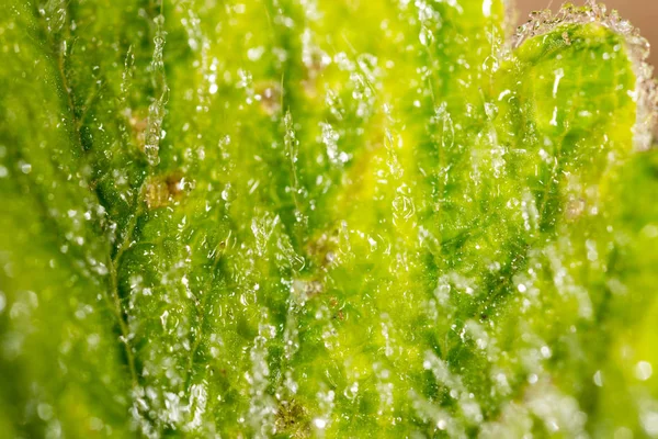 Frost on the green sheet. macro — стоковое фото