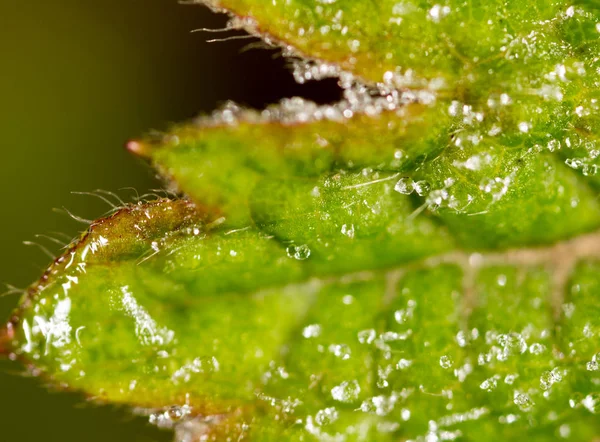 Frost on the green sheet. macro — Stock Photo, Image