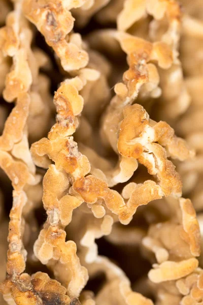 Morel paddestoel als achtergrond. macro — Stockfoto