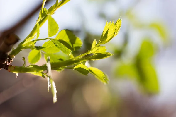 Unga blad på trädet i naturen — Stockfoto