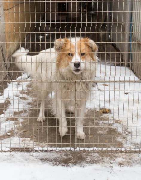Perro detrás de una valla de metal — Foto de Stock