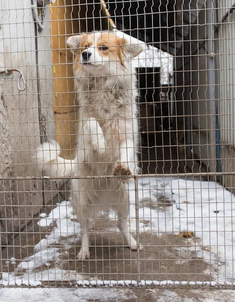 Dog behind a metal fence — Stock Photo, Image