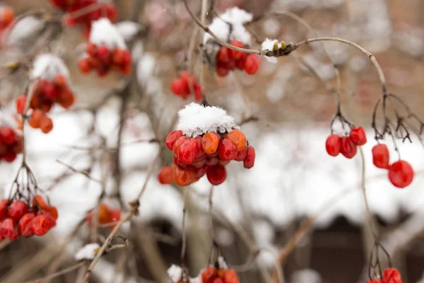 Kalina red in the snow in the winter in nature — Stock Photo, Image