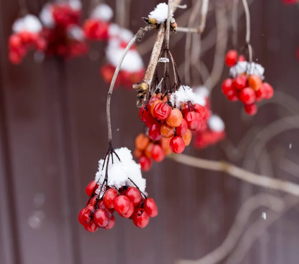 Kalina red in the snow in the winter in nature — Stock Photo, Image