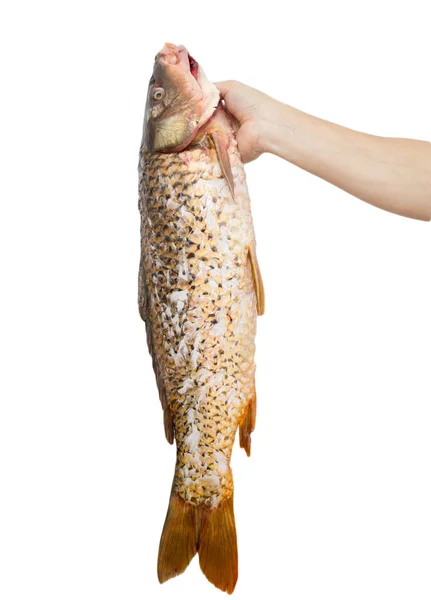 Big carp in his hand on a white background — стоковое фото