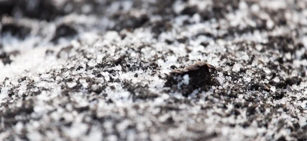 Schwarze Erde im Schnee auf der Natur — Stockfoto