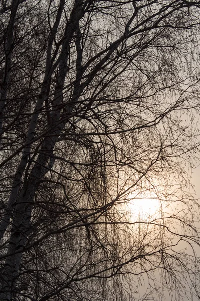 Ramas desnudas de un árbol al amanecer —  Fotos de Stock