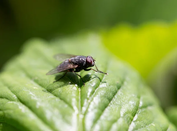 Flyga i naturen. makro — Stockfoto