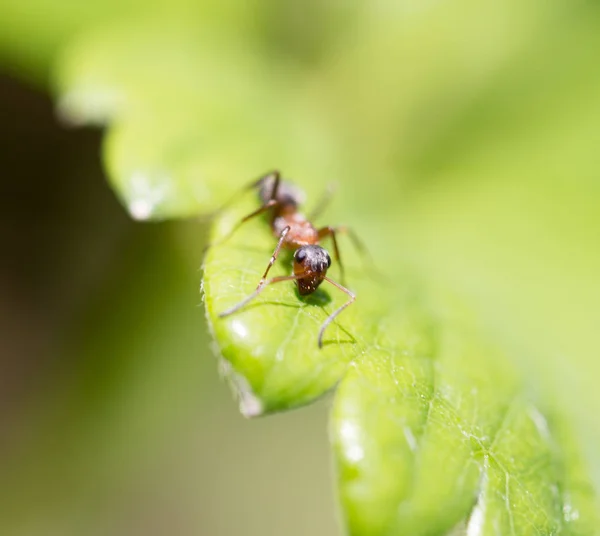 Mravenec v přírodě. makro — Stock fotografie