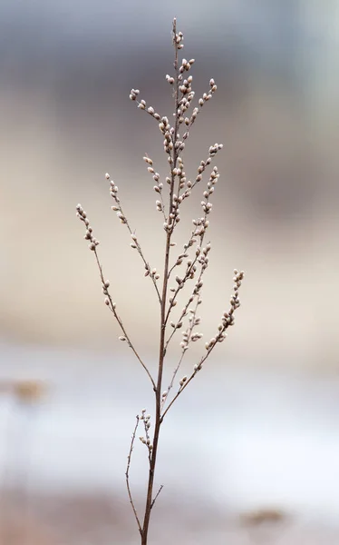 Vieille herbe sèche dans la nature — Photo