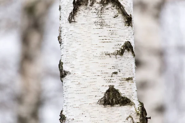 Berkenboomstam in een bos in de natuur — Stockfoto