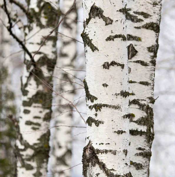 Björkstammen i en skog i naturen — Stockfoto