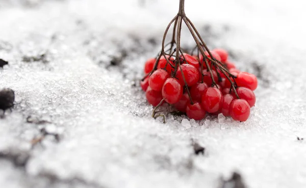 Kalina red in the snow in the winter in nature — Stock Photo, Image