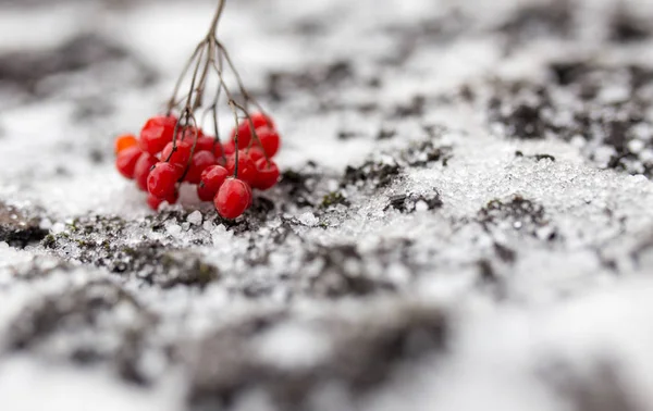 卡里娜在冬天的雪地里是红色的，在大自然里 — 图库照片