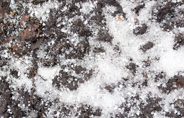 Solo negro na neve na natureza — Fotografia de Stock