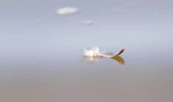 Pluma en el agua —  Fotos de Stock