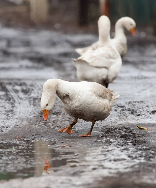 Ganzen in de winter aard — Stockfoto