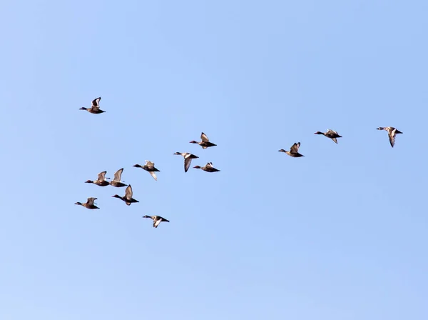 Una bandada de patos en un cielo azul — Foto de Stock