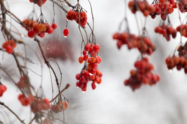 Viorne rouge sur l'arbre en hiver — Photo