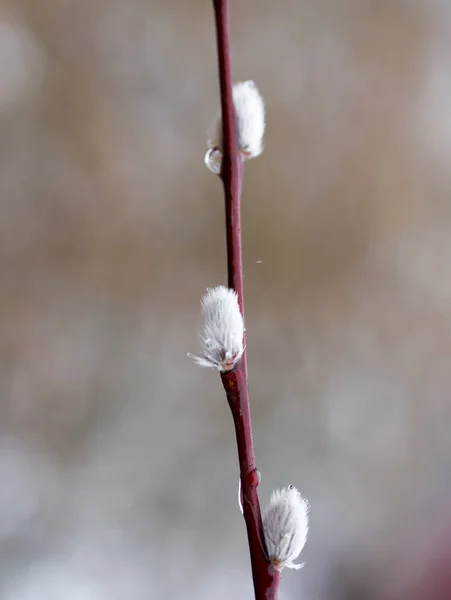 Willow na přírody na jaře — Stock fotografie