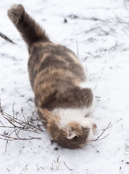 冬の雪の中の猫 — ストック写真