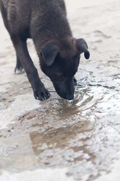 Hund drycker vatten från vattenpölar — Stockfoto