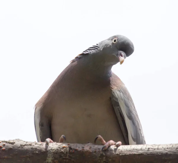Ağaç doğa güvercin — Stok fotoğraf