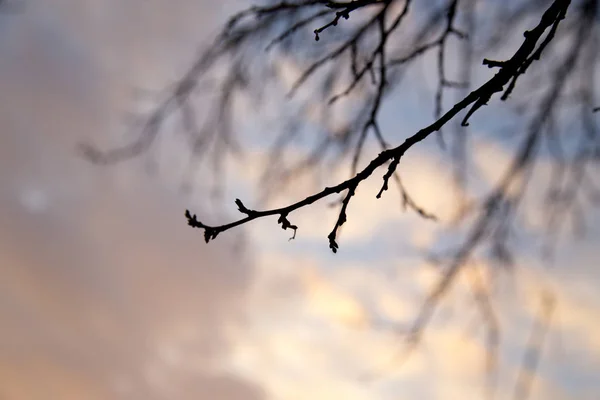 Branches d'arbres nus contre le ciel au coucher du soleil — Photo
