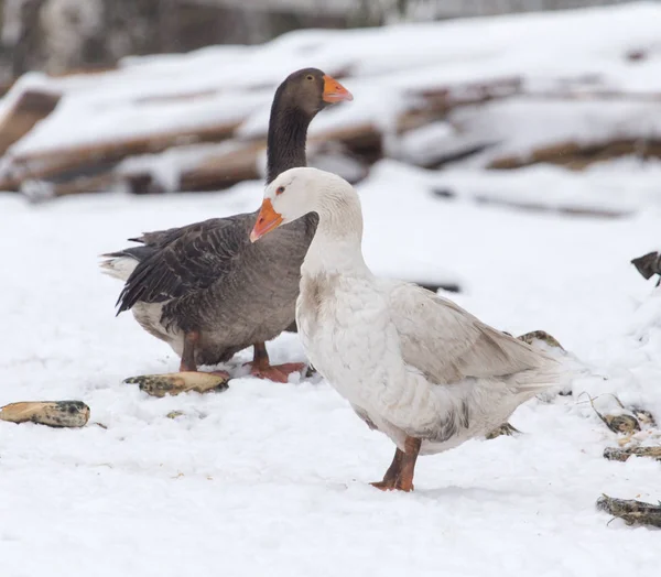 Gansos en la naturaleza invernal — Foto de Stock