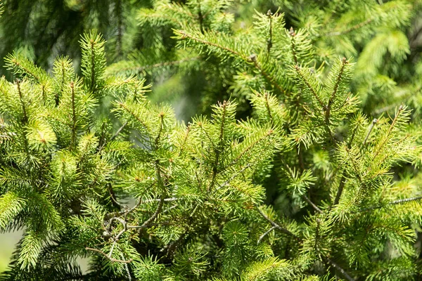 Spruce branch on the nature — Stock Photo, Image